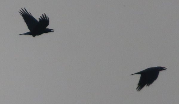 Corvo imperiale  - Annalisa Sutto