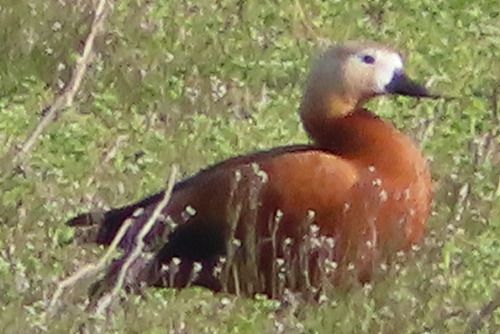 Casarca  - Annalisa Sutto