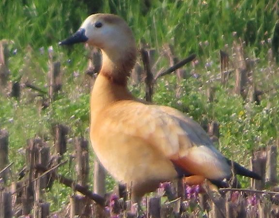 Ibrido di Oca indet . (Anser sp. o Branta sp.)  - Annalisa Sutto