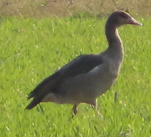 Oca egiziana  - Annalisa Sutto
