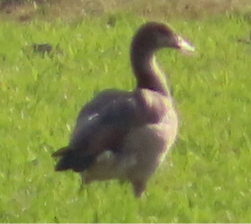 Oca egiziana  - Annalisa Sutto