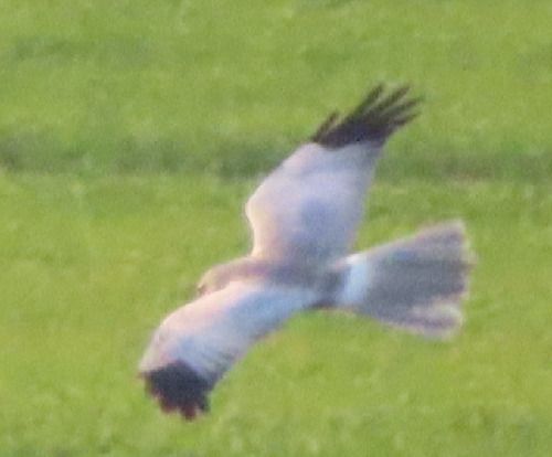 Albanella reale  - Annalisa Sutto