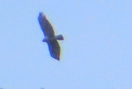 Astore  - Annalisa Sutto