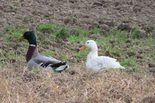 Anatra domestica  - Annalisa Sutto