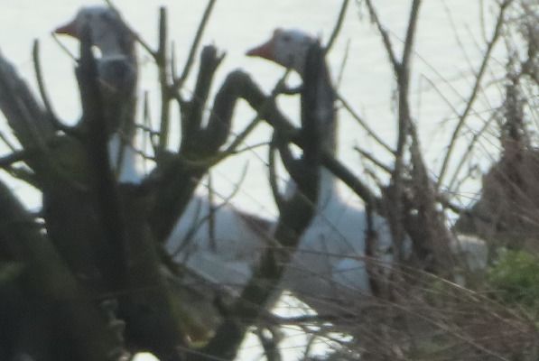 Oca cigno  - Annalisa Sutto