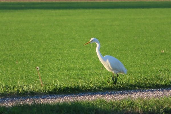 Airone bianco  - Annalisa Sutto