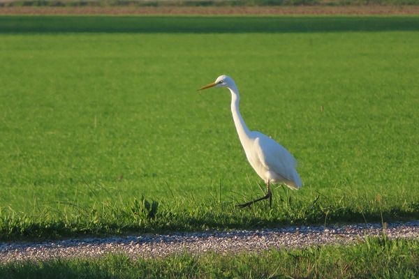 Airone bianco  - Annalisa Sutto