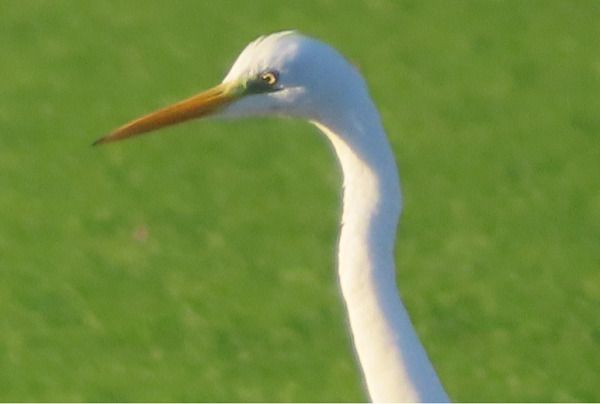 Airone bianco  - Annalisa Sutto