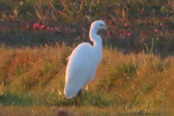 Airone bianco  - Annalisa Sutto