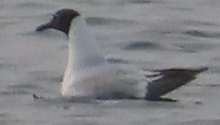 Gabbiano comune  - Annalisa Sutto