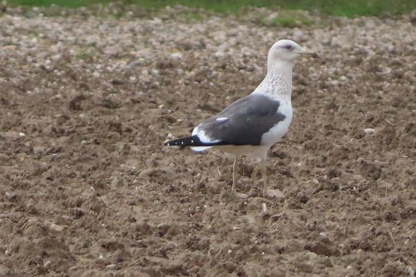 Zafferano di Heuglin  - Annalisa Sutto