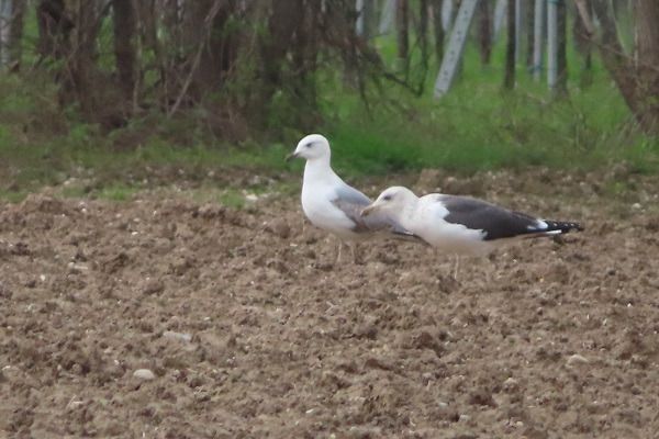 Zafferano di Heuglin  - Annalisa Sutto