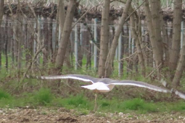 Zafferano di Heuglin  - Annalisa Sutto