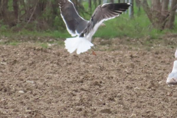 Zafferano di Heuglin  - Annalisa Sutto