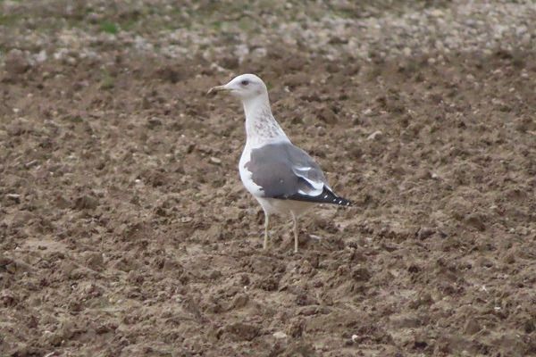 Zafferano di Heuglin  - Annalisa Sutto
