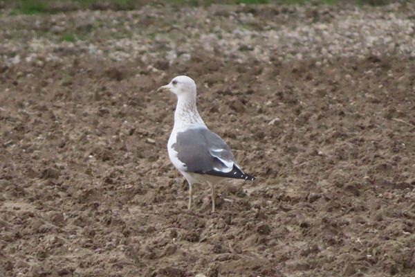 Zafferano di Heuglin  - Annalisa Sutto