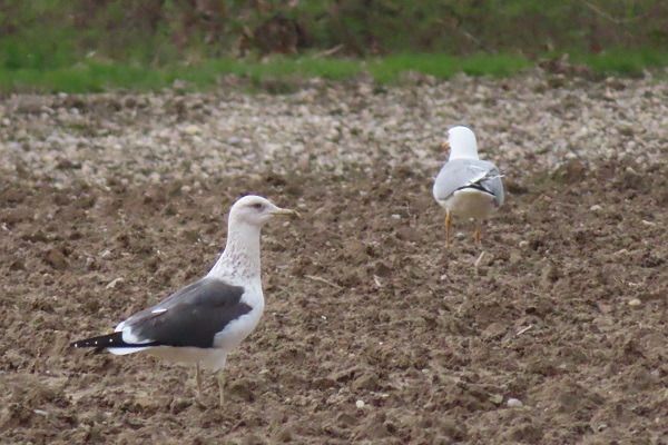 Zafferano di Heuglin  - Annalisa Sutto