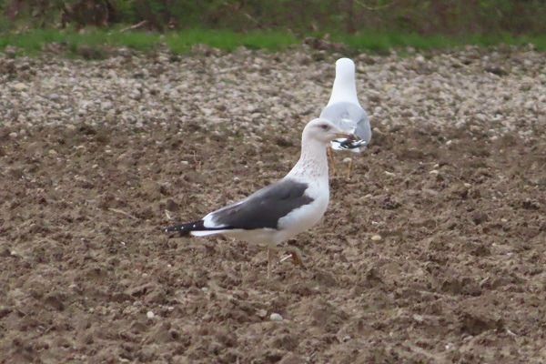 Zafferano di Heuglin  - Annalisa Sutto