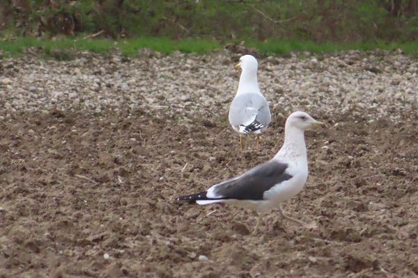 Zafferano di Heuglin  - Annalisa Sutto