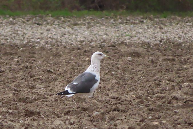 Zafferano di Heuglin  - Annalisa Sutto