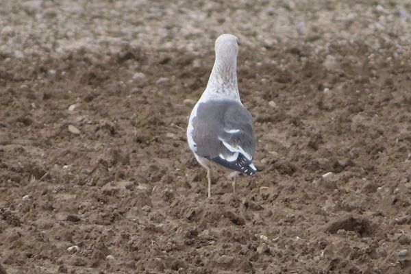 Zafferano di Heuglin  - Annalisa Sutto