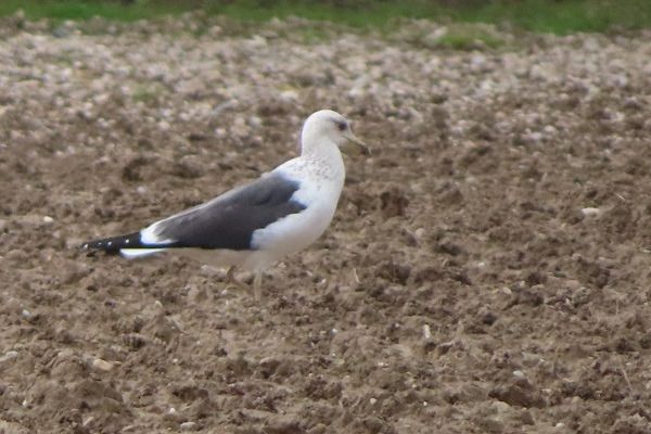Zafferano di Heuglin  - Annalisa Sutto