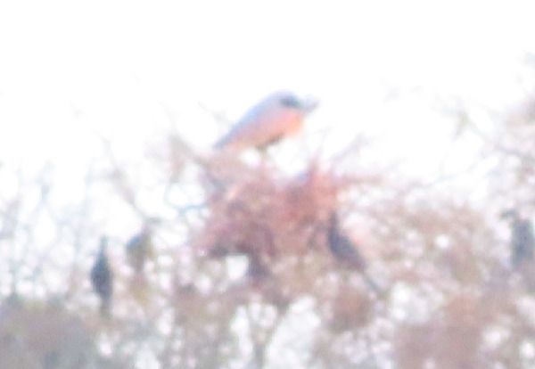 Airone cenerino  - Annalisa Sutto