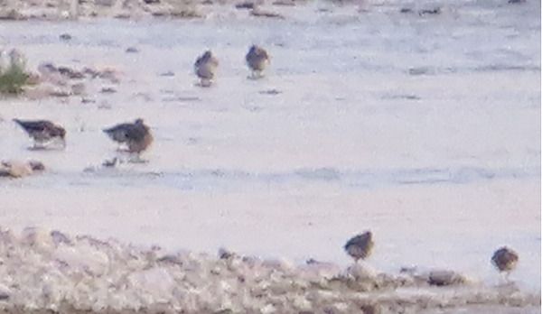 Limicolo indet.  - Annalisa Sutto