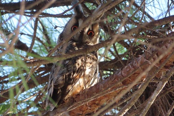 Gufo comune  - Annalisa Sutto