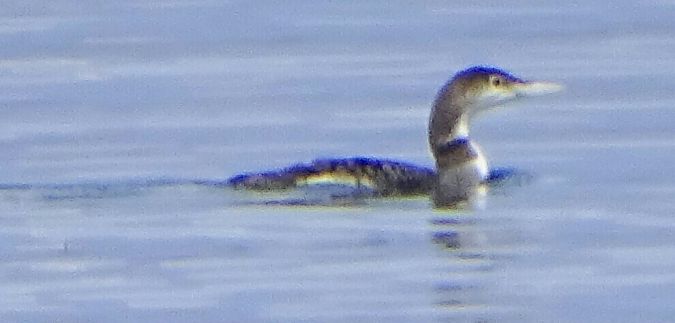 Strolaga maggiore  - Vittorio Piola
