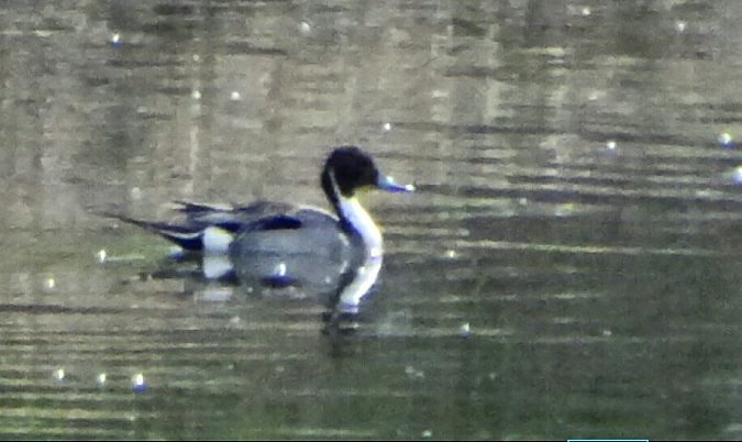 Codone  - Vittorio Piola