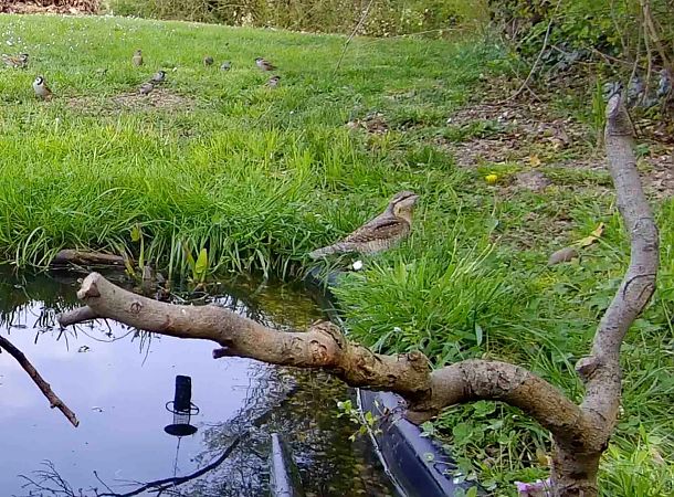 Torcicollo  - Pier Luigi Taiariol