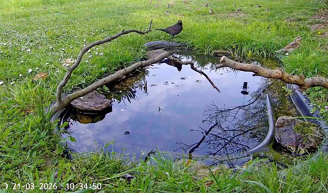 Torcicollo  - Pier Luigi Taiariol