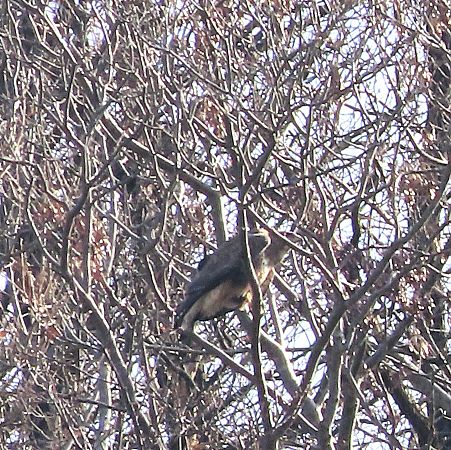 Astore  - Enrico Bissardella