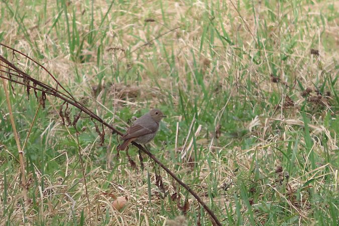 Codirosso spazzacamino  - Enrico Bissardella