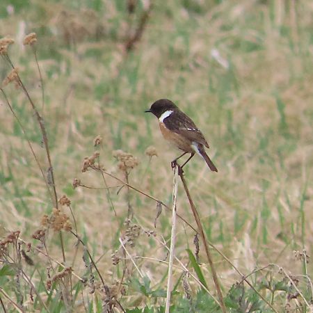 Saltimpalo comune  - Enrico Bissardella