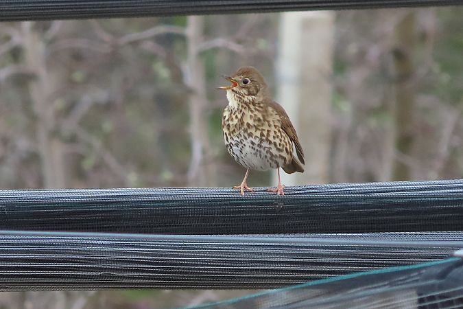 Tordo bottaccio  - Enrico Bissardella