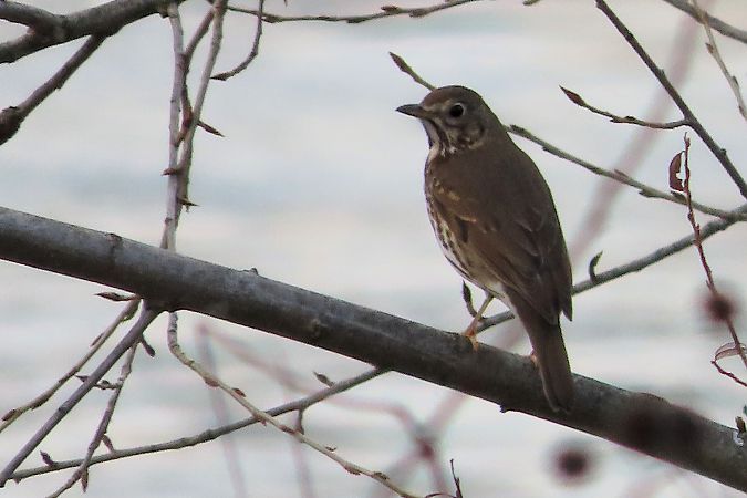 Tordo bottaccio  - Enrico Bissardella