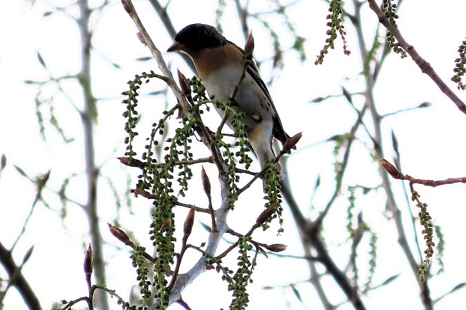Peppola  - Enrico Bissardella