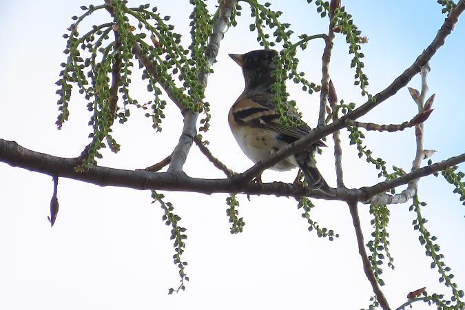 Peppola  - Enrico Bissardella