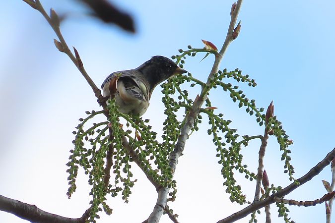 Peppola  - Enrico Bissardella