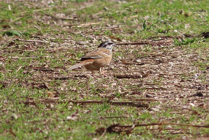 Zigolo muciatto  - Enrico Bissardella