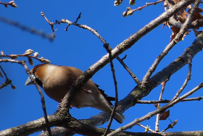Frosone  - Enrico Bissardella