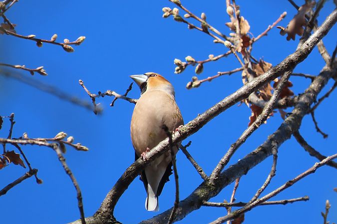 Frosone  - Enrico Bissardella