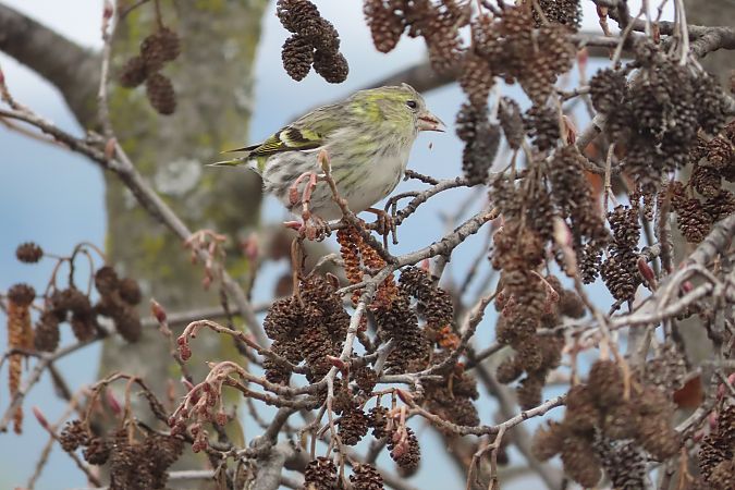 Lucherino  - Enrico Bissardella