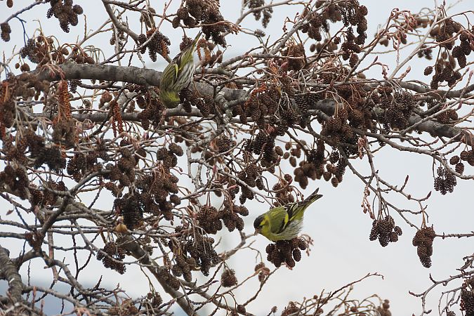 Lucherino  - Enrico Bissardella