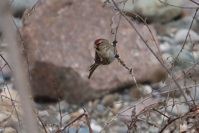 Organetto minore  - Enrico Bissardella