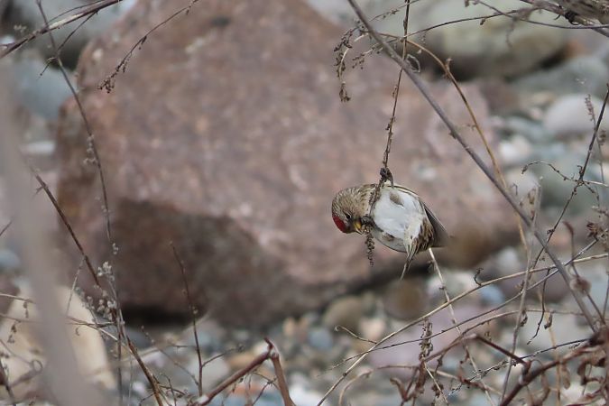 Organetto minore  - Enrico Bissardella