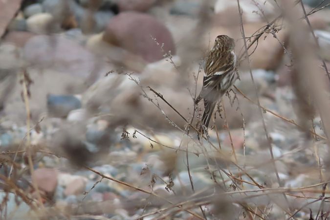 Organetto minore  - Enrico Bissardella