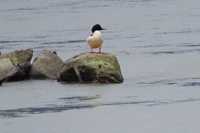 Smergo maggiore  - Enrico Bissardella